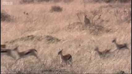 Гепард напада газела 