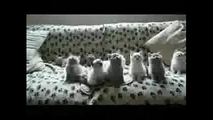Сладки Котенца