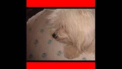My dog Rino!!!