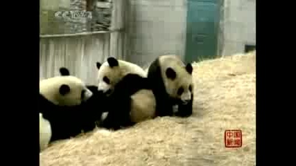 Китайски панди се настаниха в нов дом