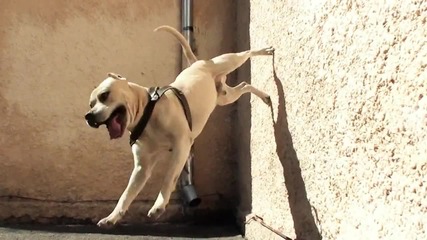 Питбула Tret - Amazing Trick (parkour Dog From Ukraine 2012)