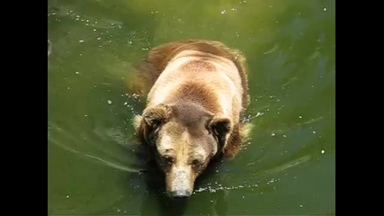 Кафява мечка в Софийския зоопарк