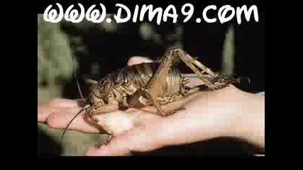 Funny Animals