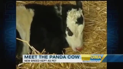 Meet the Panda - Cow Miniature Panda - Cow Ben