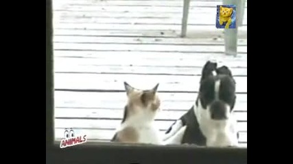 Коте разтрива куче - Ха, Ха, Ха 