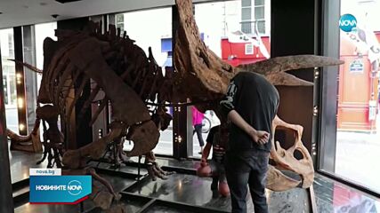Изложиха скелета на най-големия известен трицератопс в Париж