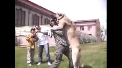 Най - голямото куче във света Огромен Кангал 