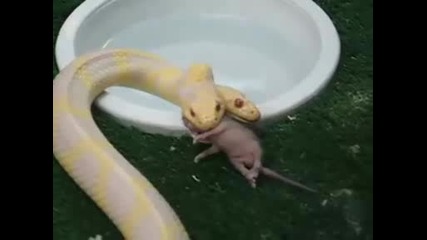 Изумителна змия с 2 глави