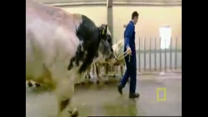 супер мускулести крави
