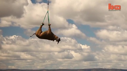 Хеликоптер пренася черен носорог