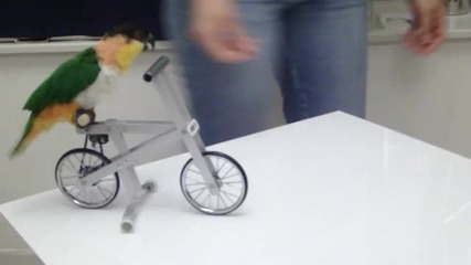 Папагал кара колело xd Смях !!