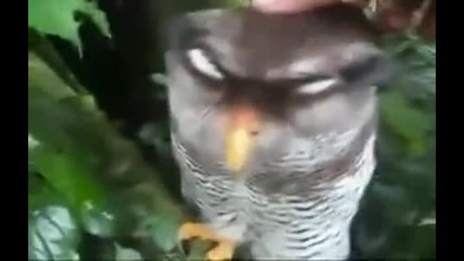 Птица получава оргазъм ! ! ! 