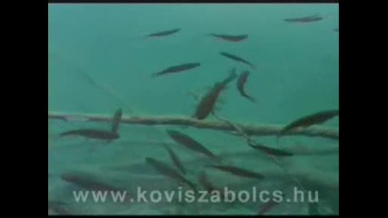 Един Хубав за животните и природата 