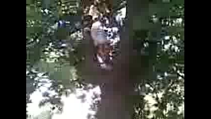 djani 