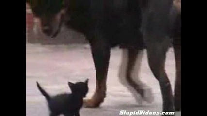 Куче И Котка Си Говорът - Сори Бейби Много Си Малка За Мене,Махай Се Ма!!!