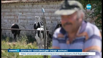 Няма заразени хора с антракс