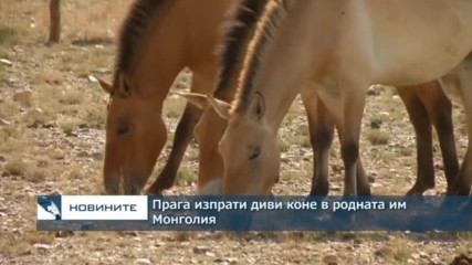 Прага изпрати диви коне в родната им Монголия