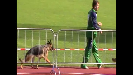 Nkgr Yerom vom Haus Salihin Bszs 2009