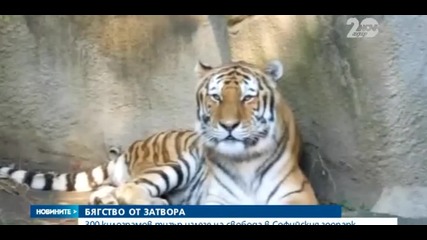 Тигър избяга от клетката си - Новини