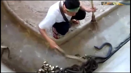 Почистване на няколк кобри