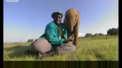 Elephant conservation - bonding with keepers - Bbc