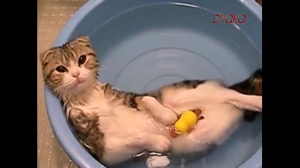 Коте релаксира в леген с топла вода 