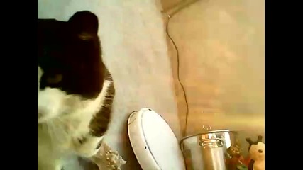 Моето коте Лео 2