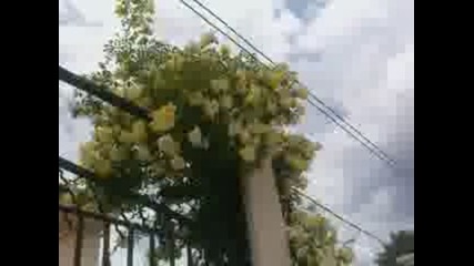 Рози