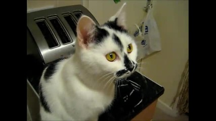 Котка Хищник