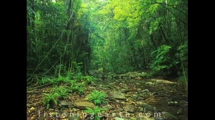 Australian Rainforests - Nature sounds of nature 