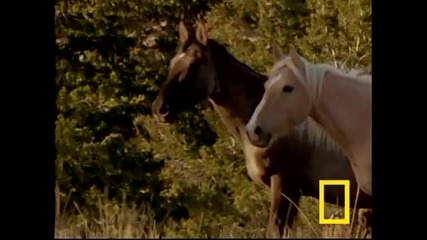 Wild Horses Kick Butt 