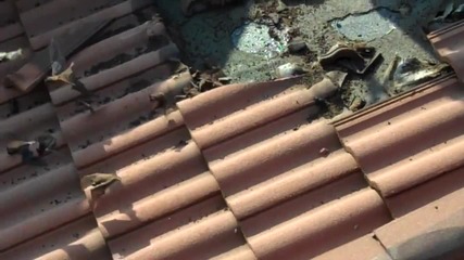 Прилепи живеещи на покрива под керемидите!