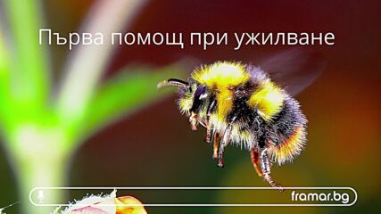 Ужилване от пчели или оси - първа помощ (аудио статия)