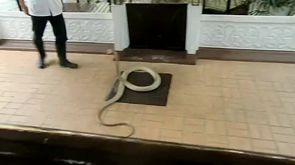 Улавяне на кралската кобра