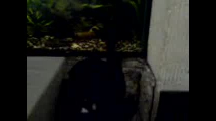 Котка 3: Интелигентното Убийство
