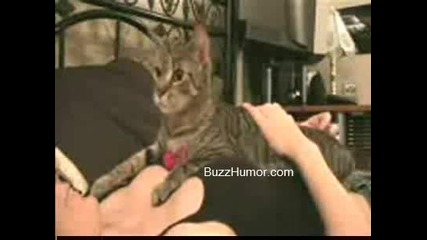 Пичове Се Базикат С Котенце
