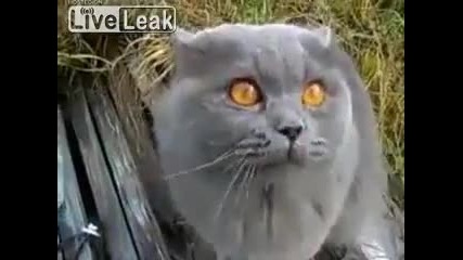 liveleak Cat speaks Russian - But, I understand Russian