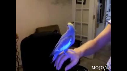 Beatboxing Bird!.