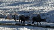 „Дотам и обратно”: Зимна приказка в Родопите