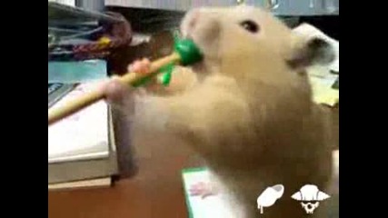 Хамстер се опитва да изяде молив