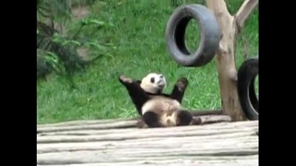 Dancing Panda 