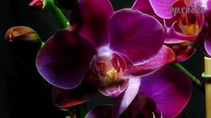 Разцветa на орхидейте - авторски