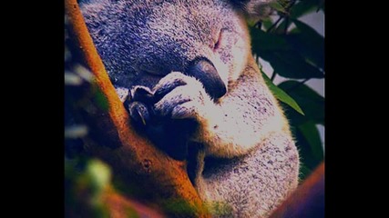 Koala bear. | "… and I love you so, and I want u to know"