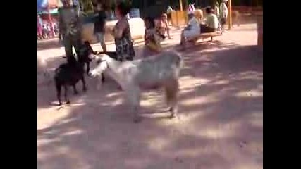 Goat Pooping At Disney World