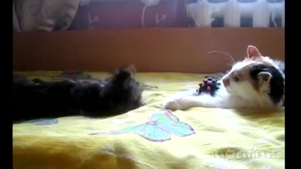 Куче и коте ( Върни ми играчката )