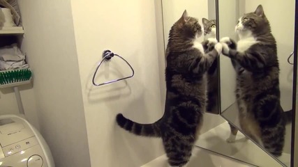 Какво става, когато котка се погледне в огледало.