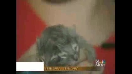 Коте С Две Глави 