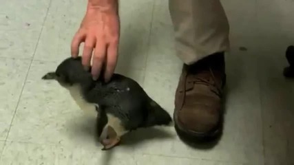 A Penguin Being Tickled