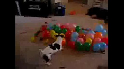 Dog Vs. Balloons