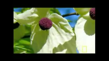 China's Amazing Flora